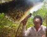Về U Minh, thưởng thức mắm ong non