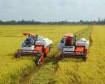 Gạo Việt xuất khẩu ‘trúng’ giá ở châu Á