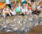 Giá xuất khẩu cá tra tăng mạnh, người nuôi vẫn ‘treo ao’ vì sợ lỗ