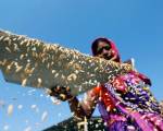 Thị trường 24/7: Tiếp tục đấu thầu vàng miếng SJC; Ấn Độ được dự báo tiếp tục dẫn đầu thị trường gạo thế giới