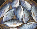 Thị trường 24/7: Brazil dừng nhập khẩu cá rô phi Việt Nam; Người mua vàng ngày vía Thần Tài lỗ nặng