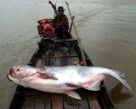 1/5 loài cá ở sông Mekong có nguy cơ tuyệt chủng