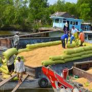 Việt Nam rộng cửa xuất khẩu gạo nhờ các FTA
