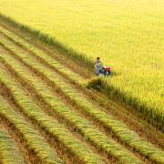 Giải pháp nào cho nông nghiệp Việt Nam?