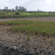 Trên 6.000 ha lúa bị thiệt hại do hạn, mặn ở Bạc Liêu