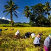 Thái Lan quyết tâm tìm chiến lược mới về lúa gạo