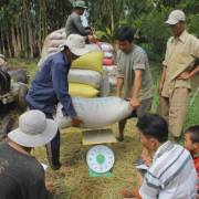 Hậu Giang: Giá lúa tăng cao, nông dân mất tiền tỷ vào tay ‘cò lúa’