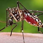 21/24 quận, huyện của TPHCM có ca bệnh mắc virus Zika