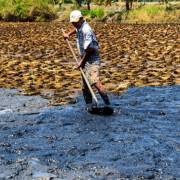 Đối phó đại hạn mặn Kiên Giang giảm lúa – tôm, tăng nuôi thủy sản
