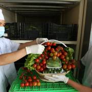 Việt Nam xử lý các sản phẩm rau quả chưa đạt