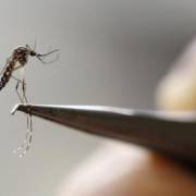Hàn Quốc phát hiện ca nhiễm virus Zika đầu tiên