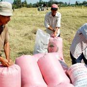 Giá lúa tăng mạnh, nông dân Tiền Giang phấn khởi