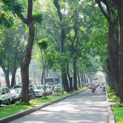 TPHCM: Sẽ đốn hạ 300 cây xanh trên đường Tôn Đức Thắng