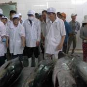 Bình Định: Bán đấu giá thành công cá ngừ đại dương tại Nhật Bản