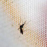 Lào ghi nhận ca nhiễm Zika đầu tiên