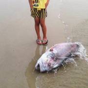 Bộ trưởng TN-MT họp khẩn tìm nguyên nhân cá chết hàng loạt ở miền Trung