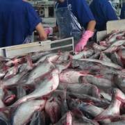 Hoa Kỳ cảnh báo hai doanh nghiệp cá da trơn Việt Nam