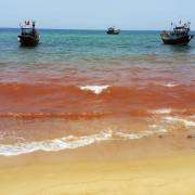 Quảng Bình: Cá lại chết, xuất hiện vệt nước đỏ 1,5km dọc bờ biển