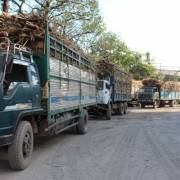 Việt Nam muốn giảm sản xuất đường trong nước
