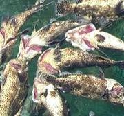 Cá chết hàng loạt ở Bình Thuận