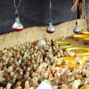 Cục Thú y phủ nhận đề xuất cho nhập khẩu gà từ Trung Quốc