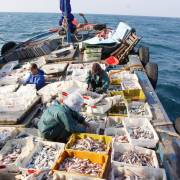 Ngân hàng Chính sách Xã hội hỗ trợ ngư dân vụ cá chết bất thường
