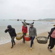 Quảng Bình công bố danh sách điểm thu mua hải sản cho ngư dân
