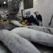 VASEP: Cá chết ở miền Trung không ảnh hưởng chất lượng hải sản xuất khẩu