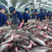 Bảo vệ cá tra Việt trước thông tin có tính bôi nhọ tại EU