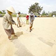 Sửa Nghị định 109, xây dựng thương hiệu gạo Việt là điểm then chốt