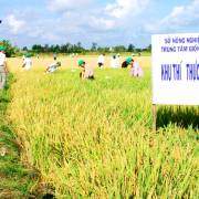 Việt Nam đã lập được bản đồ công nghệ ngành lúa gạo