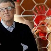Bolivia từ chối gà từ thiện của tỷ phú Bill Gates