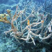 Úc lập quỹ 1 tỷ AUD bảo vệ vỉa san hô Great Barrier