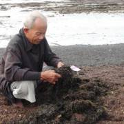Rong dạt vào bờ có phải do ô nhiễm môi trường biển?