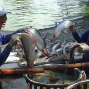 Trung Quốc giảm mua,  người nuôi cá tra ĐBSCL lại điêu đứng