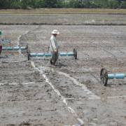 ĐBSCL: Người trồng lúa gặp khó sau hạn mặn
