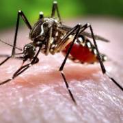 Phát hiện muỗi mang virus Zika tại Nha Trang