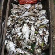 Xuất hiện cá chết dày trên đầu nguồn sông Sài Gòn