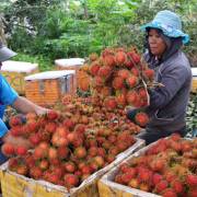 Nông dân Đồng Nai ồ ạt trồng chôm chôm Thái