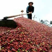 Xuất khẩu cà phê có thể đạt trên 3 tỷ USD