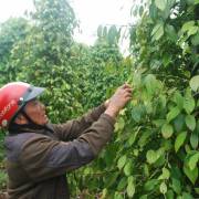 Ấn Độ hủy bỏ lệnh tạm ngưng nhập khẩu nông sản từ Việt Nam
