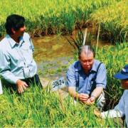 GS Võ Tòng Xuân lý giải vì sao người Việt lại chọn gạo Campuchia