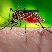 Mỹ ban bố tình trạng y tế khẩn cấp về virus Zika tại Puerto Rico