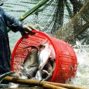 Thị trường cá tra miền Tây lại hỗn loạn vì thương lái Trung Quốc