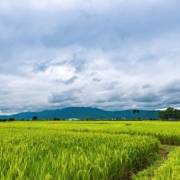 Thái Lan xây dựng các nông trại trồng lúa quy mô lớn