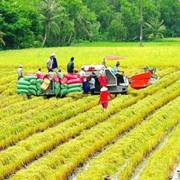 Nông nghiệp Việt Nam phải ‘nhanh chóng bỏ cách làm cũ’