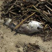Cá chết lác đác cùng rác tấp vào hàng chục km bờ biển Quảng Bình