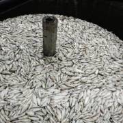 Điều tra làm rõ nguyên nhân cá chết bất thường ở Sa Pa