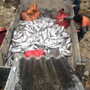 Gần 8 tấn cá hồi, cá tầm Sa Pa chết trắng, nguồn nước nghi bị đầu độc