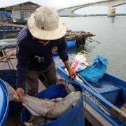Bà Rịa-Vũng Tàu: Cá lồng bè Long Sơn chết hàng loạt